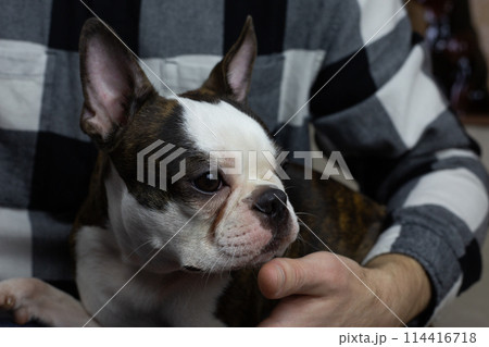 Sad dog in arms of the owner, sad muzzle of Boston terrier, offended upset pet, bad animal emotions Sad dog in arms of the owner, sad muzzle of Boston terrier, offended upset pet, bad animal emotions 114416718
