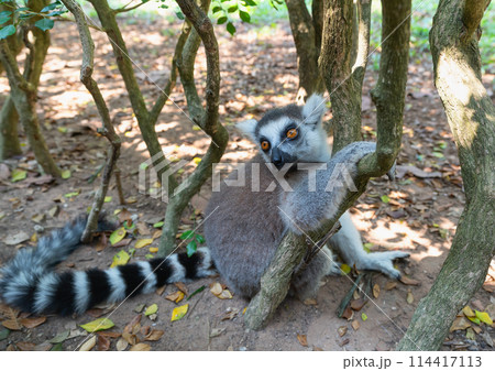 Feline lemur in the shade of tropical trees close-up 114417113