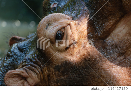 Portrait of a hippo in close-up Portrait of a hippo in close-up 114417129
