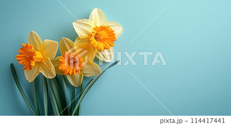 Three fresh blooming flowers yellow daffodils isolated on blue background with place for text, beautiful bright spring banner 114417441