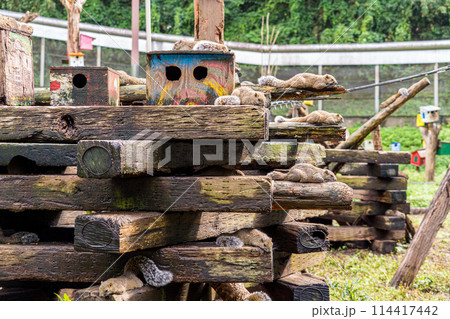 町田のリス園で暮らすリスたち 114417442