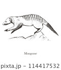 Banded mongoose Herpestidae 114417532