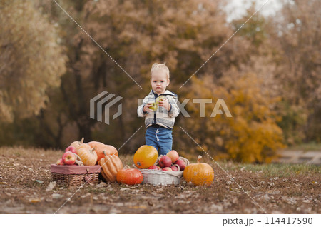 Handsome blonde toddler and pumpkin harvest in orchard. The child eats apples in nature... Handsome blonde toddler and pumpkin harvest in orchard. The child eats apples in nature... 114417590