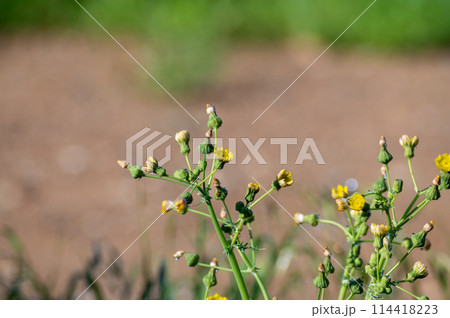春に咲くノゲシの花 春に咲くノゲシの花 114418223