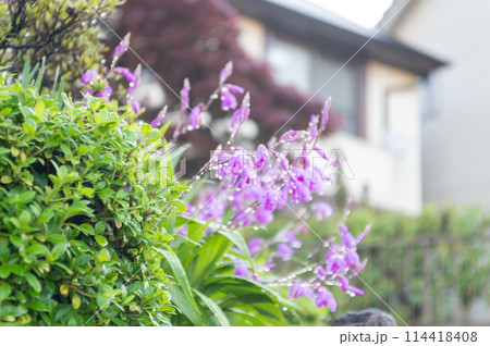 紫色のシランの花 紫色のシランの花 114418408