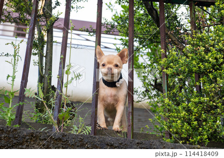 庭で放し飼いのチワワ 庭で放し飼いのチワワ 114418409