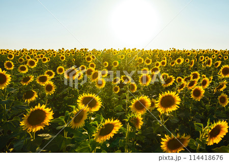 Backdrop Of The Beautiful Sunflowers Garden. Field Of Blooming Sunflowers On A Background Sunset. Backdrop Of The Beautiful Sunflowers Garden. Field Of Blooming Sunflowers On A Background Sunset. 114418676