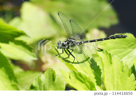 ダビドサナエ（オス） 114418850