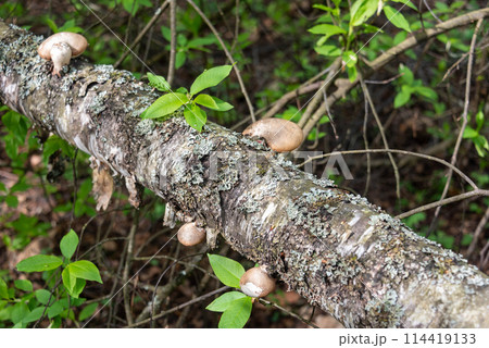 Birch mulberry on the trunk of a fallen birch in the forest. 114419133