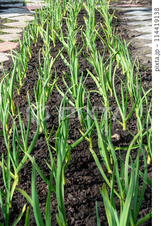 A bed of new green onion sprouts. 114419138