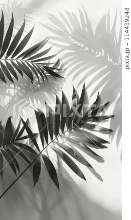 Shadows of Leaves on Wall 114419248