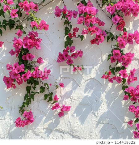 White Wall With Pink Flowers 114419322