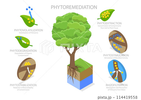3D Isometric Flat  Conceptual Illustration of Phytoremediation, Educational Diagram 114419558