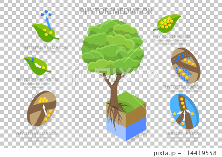 3D Isometric Flat  Conceptual Illustration of Phytoremediation, Educational Diagram 114419558
