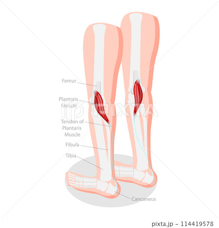 3D Isometric Flat Conceptual Illustration of Plantaris Muscle, Medical Educational Diagram 3D Isometric Flat Conceptual Illustration of Plantaris Muscle, Medical Educational Diagram 114419578