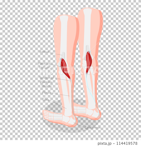 3D Isometric Flat Conceptual Illustration of Plantaris Muscle, Medical Educational Diagram 3D Isometric Flat Conceptual Illustration of Plantaris Muscle, Medical Educational Diagram 114419578