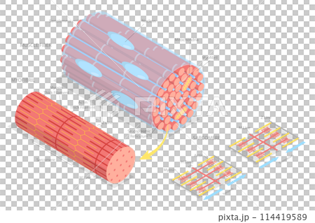 3D Isometric Flat Conceptual Illustration of Structures Of Muscle , Medical Educational Diagram 3D Isometric Flat Conceptual Illustration of Structures Of Muscle , Medical Educational Diagram 114419589