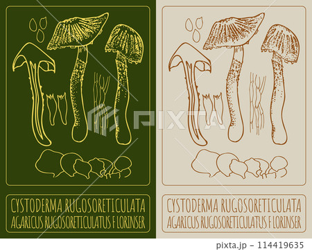 Vector drawing CYSTODERMA RUGOSORETICULATA. Hand drawn illustration. The Latin name is AGARICUS RUGOSORETICULATUS F LORINSER. Vector drawing CYSTODERMA RUGOSORETICULATA. Hand drawn illustration. The Latin name is AGARICUS RUGOSORETICULATUS F LORINSER. 114419635