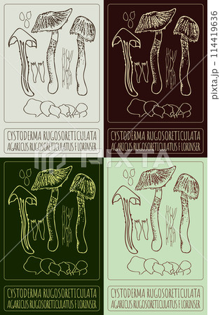Set of vector drawing CYSTODERMA RUGOSORETICULATA in various colors. Hand drawn illustration. The Latin name is AGARICUS RUGOSORETICULATUS F LORINSER. Set of vector drawing CYSTODERMA RUGOSORETICULATA in various colors. Hand drawn illustration. The Latin name is AGARICUS RUGOSORETICULATUS F LORINSER. 114419636