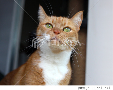 Portrait of an animal, a pet cat with red fur and a white neck and mustache, looking into the camera with yellow-green eyes and sniffing the air with a brick-colored nose 114419651