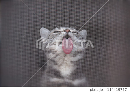 上を見上げて網戸を舐める猫　舌出し顔アップ 114419757