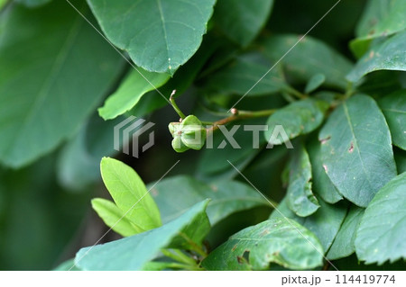 リキュウバイの実 114419774