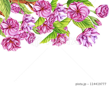 Pink Japanese Sakura blossom branch. Watercolor botanical illustration flowers in spring. Hand-drawn flower buds, petals and leaves of cherry blossoms on white background Pink Japanese Sakura blossom branch. Watercolor botanical illustration flowers in spring. Hand-drawn flower buds, petals and leaves of cherry blossoms on white background 114419777