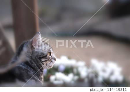 花と猫 横向き上半身 花と猫 横向き上半身 114419811