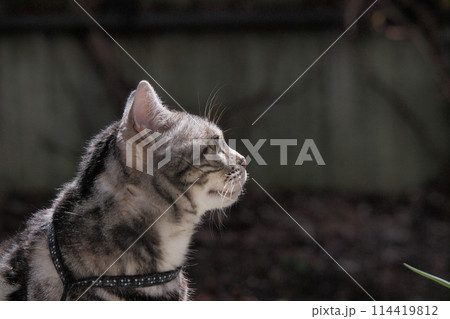 見つめる猫　横向き上半身 114419812