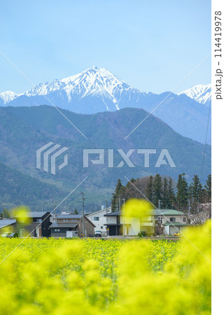 常念岳と菜の花畑【安曇野市堀金】 114419978