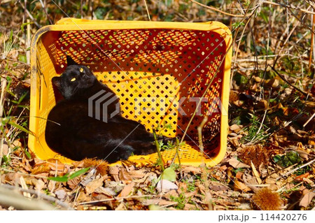 雑木林に置かれた黄色い籠の中で日向ぼっこする黒い野良猫 雑木林に置かれた黄色い籠の中で日向ぼっこする黒い野良猫 114420276