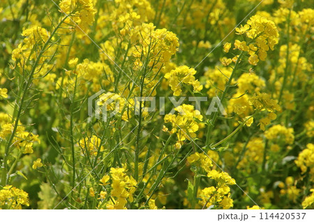 福岡県古賀市の筵内菜の花公園 114420537