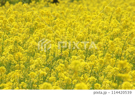 福岡県古賀市の筵内菜の花公園 114420539