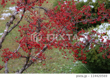 冬の盛岡城に彩りを添える赤い実のウメモドキ 冬の盛岡城に彩りを添える赤い実のウメモドキ 114420569