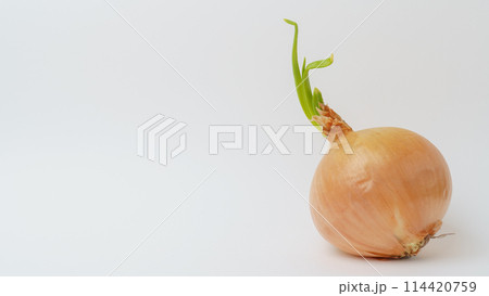 芽が出た玉ねぎ 芽が出た玉ねぎ 114420759