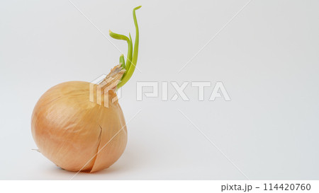 芽が出た玉ねぎ 114420760