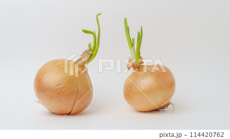 芽が出た玉ねぎ 114420762