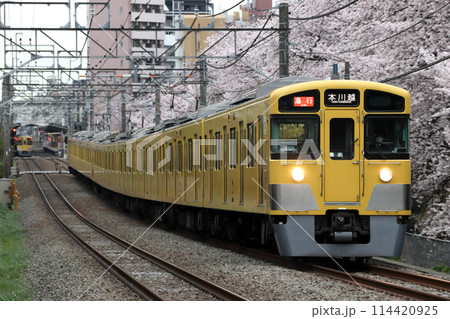 桜並木と西武新宿線2000系(急行-10両編成:西武新宿⇔本川越) 桜並木と西武新宿線2000系(急行-10両編成:西武新宿⇔本川越) 114420925