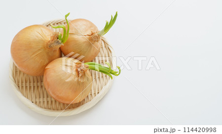 芽が出た玉ねぎ 芽が出た玉ねぎ 114420998
