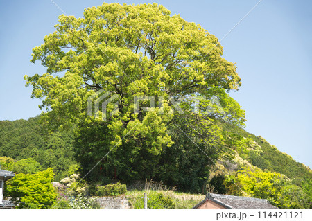 徐福の宮　【三重県熊野市新鹿町】 114421121