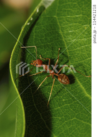Close up red ant on green leaf in nature garden 114421218