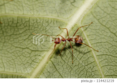 Close up red ant on green leaf in nature garden 114421219