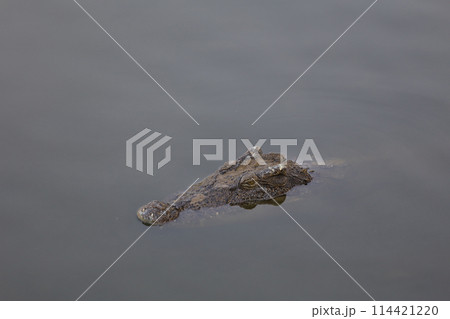 Close up salt crocodile is show head in river 114421220