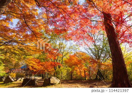 埼玉嵐山町の秋 紅葉の嵐山渓谷 埼玉嵐山町の秋 紅葉の嵐山渓谷 114421397