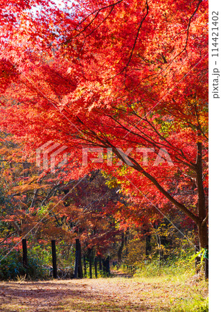 埼玉嵐山町の秋　紅葉の嵐山渓谷 114421402