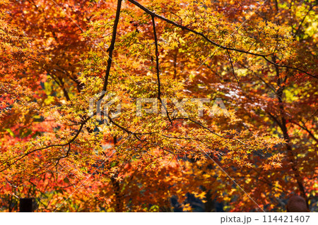 埼玉嵐山町の秋　紅葉の嵐山渓谷 114421407