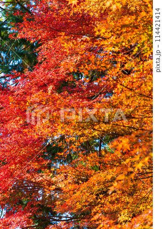 埼玉嵐山町の秋 紅葉の嵐山渓谷 埼玉嵐山町の秋 紅葉の嵐山渓谷 114421414