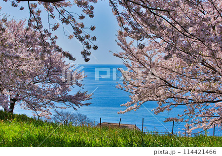 桜咲く、海の見える丘 桜咲く、海の見える丘 114421466
