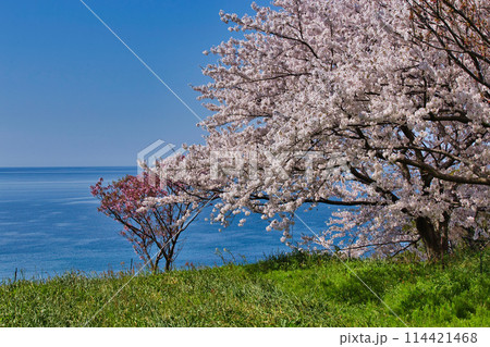 桜咲く、海の見える丘 桜咲く、海の見える丘 114421468