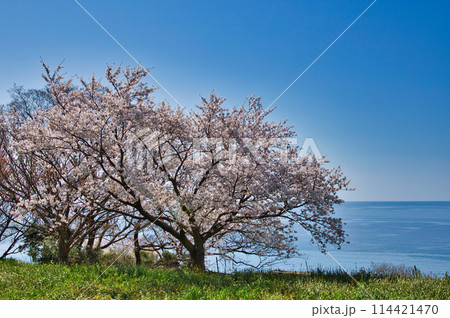 桜咲く、海の見える丘 桜咲く、海の見える丘 114421470